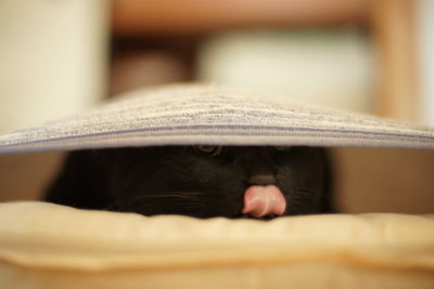 Black cat hiding between sheets