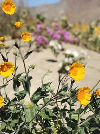 Close-up of flowers blooming outdoors