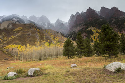 Ponderosa pines and aspens near aspen, colorado, with mountains shrouded in mist in the background 