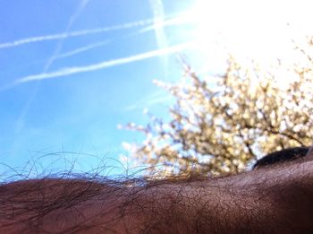 Low angle view of trees against sky