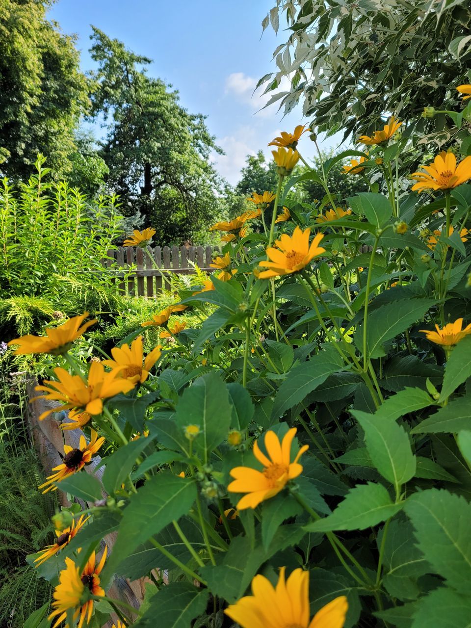 CLOSE-UP OF YELLOW FLOWERING PLANTS