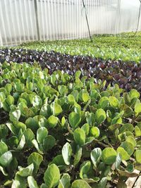 Close-up of plants growing in greenhouse