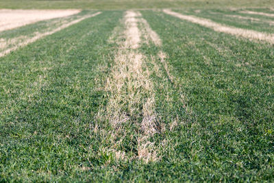 High angle view of grass on land