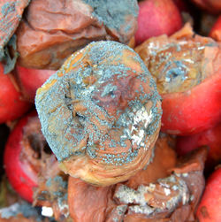 Close-up of multi colored leaves