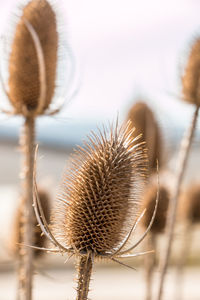 Close-up of thistle against sky