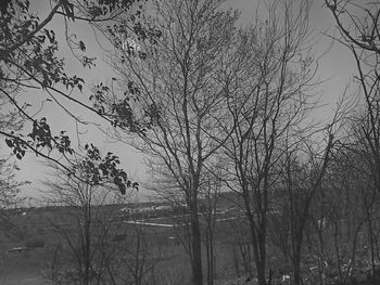 Bare trees against sky