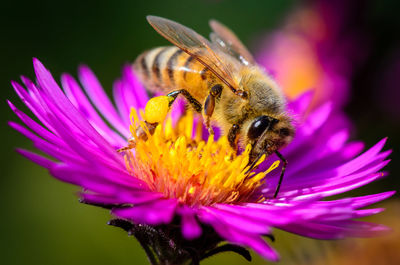 Bee collecting pollen on a pink flower