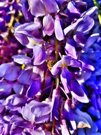 Close-up of purple flowers