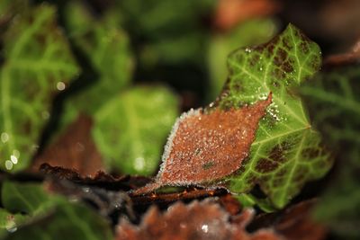 Close up of leaf