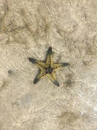 Close-up of grasshopper