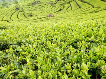 Crops growing on field