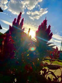 Low angle view of trees against sky during sunset