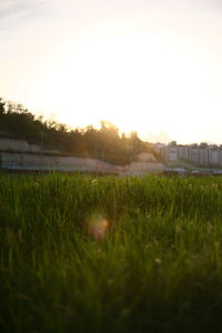 Surface level of grass on field against sky during sunset