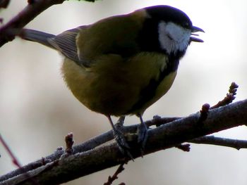Close-up of bird perching on branch