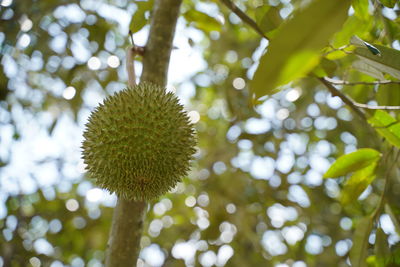 Close-up of flowering plant against tree