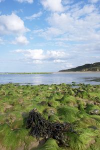 Seaweed and the coast