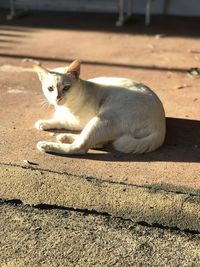 Cat sitting on floor
