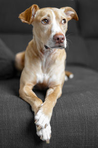 Portrait of dog sitting on sofa at home