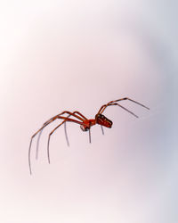 Close-up of spider on web
