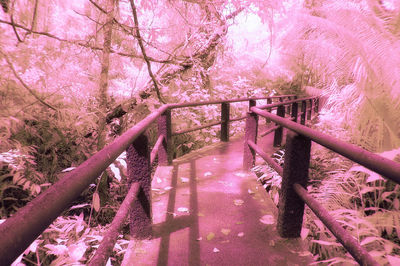 Pink cherry blossoms in park