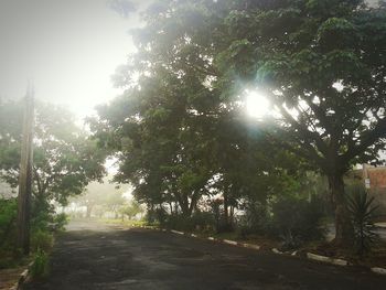 Road passing through forest