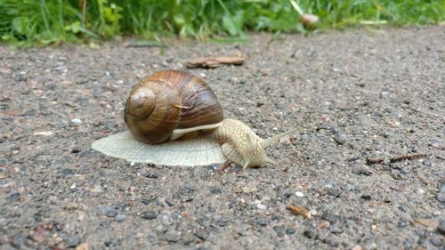Close-up of snail