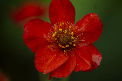 Close-up of red flower