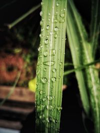 Close-up of fresh green leaf