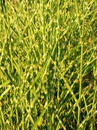 Full frame shot of fresh green grass