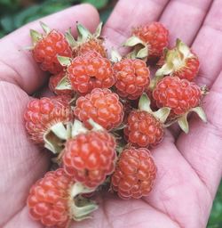 Close-up of hand holding strawberries