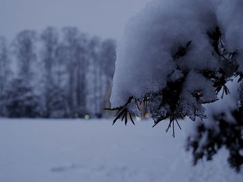 Close-up of snow covered tree against sky