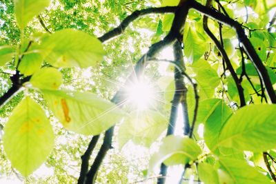 Low angle view of flower tree against bright sun