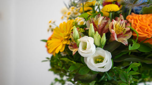 Close-up of white flowering plant