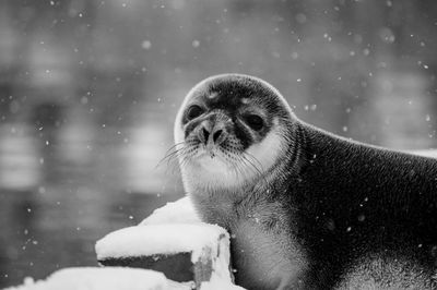 Close-up portrait of a snow