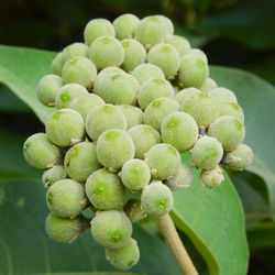 Close-up of berries growing on plant