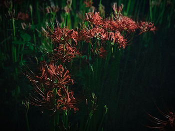 Close-up of wilted plants against blurred background