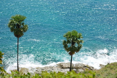 Scenic view of sea and palm trees