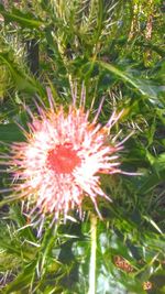 Close-up of cactus flower