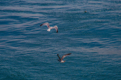 Portrait of a duck swimming in sea
