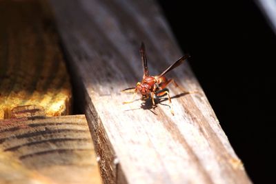 Close-up of insect on wood