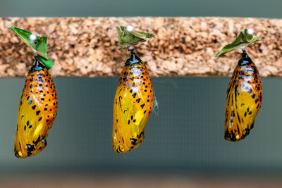 Close-up of butterfly on leaf