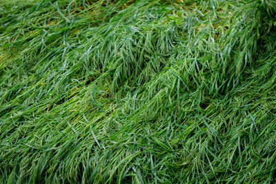 Full frame shot of fresh green grass