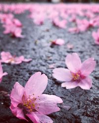 Close-up of pink flowers