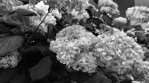 Close-up of flowers