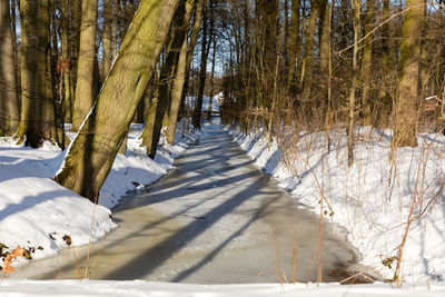 Trees on snow covered land