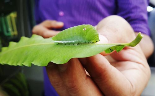 Midsection of person holding green caterpillar on leaf