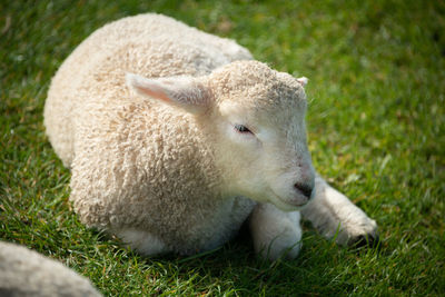 View of a sheep on grass