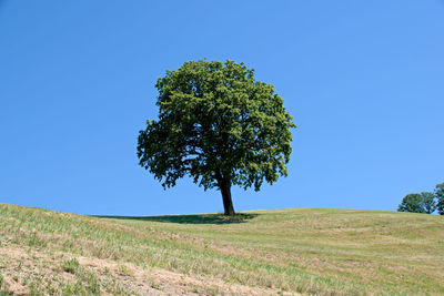 Tree on field against clear blue sky