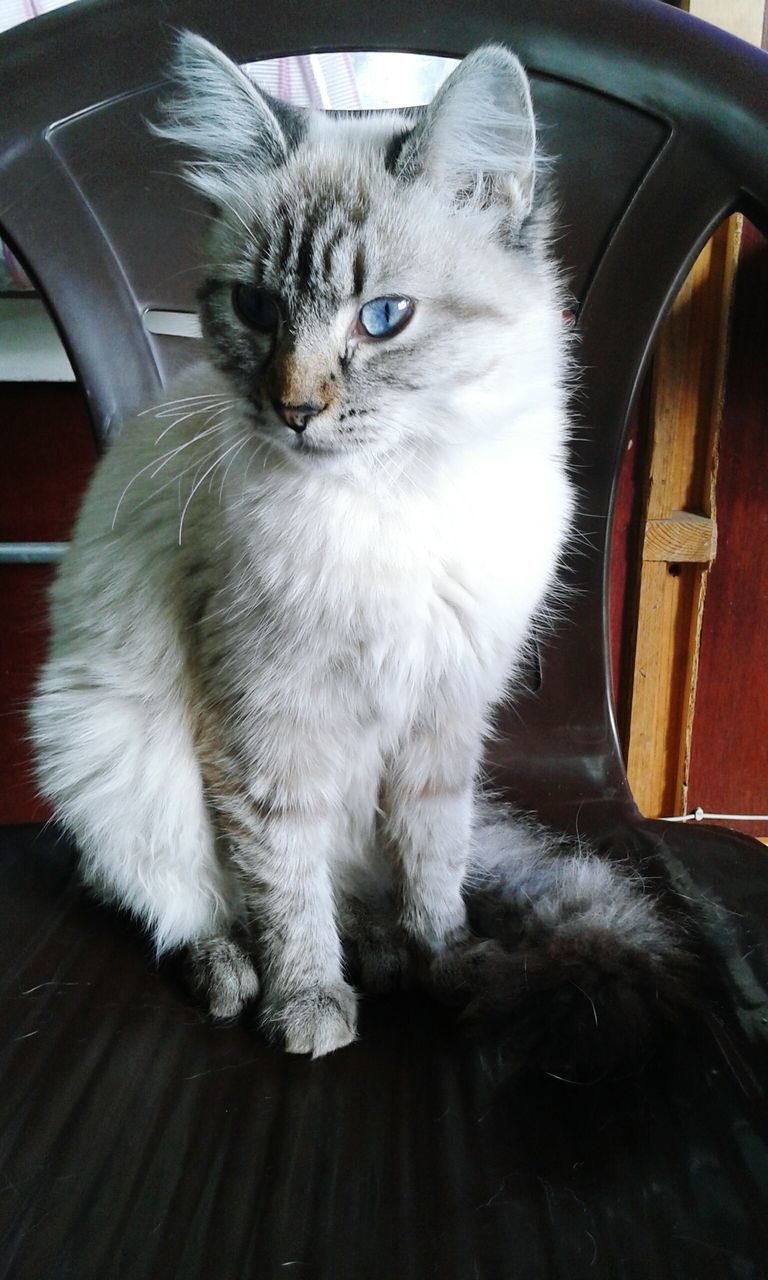 pets, one animal, domestic animals, animal themes, mammal, domestic cat, sitting, looking at camera, indoors, feline, whisker, portrait, no people, day, close-up