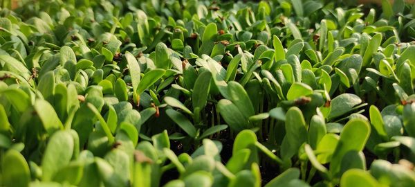 Full frame shot of fresh green plants